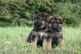 BERGER ALLEMAND 1195